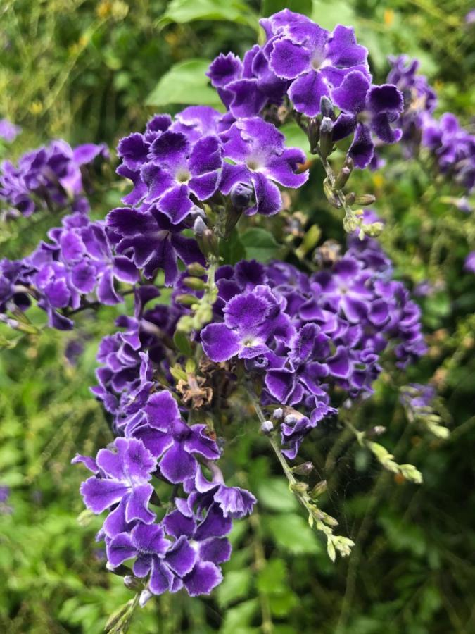 דירות Quorn Birdsong Gardens מראה חיצוני תמונה